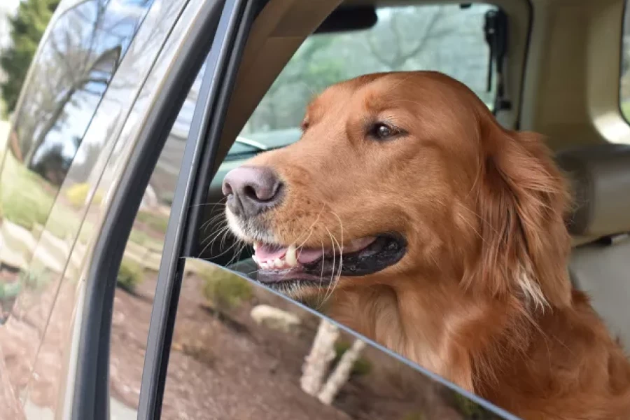 Best Easy-Clean Dog Mat for Cars